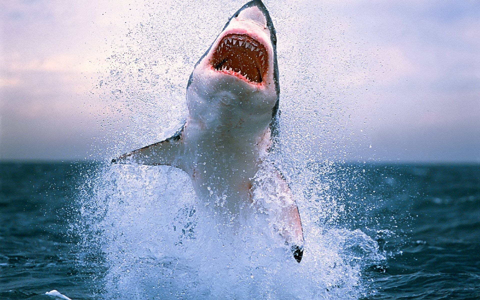 filas de dientes tiburón salpicaduras salto océano depredadores aves acuáticas boca dientes agua mundo submarino