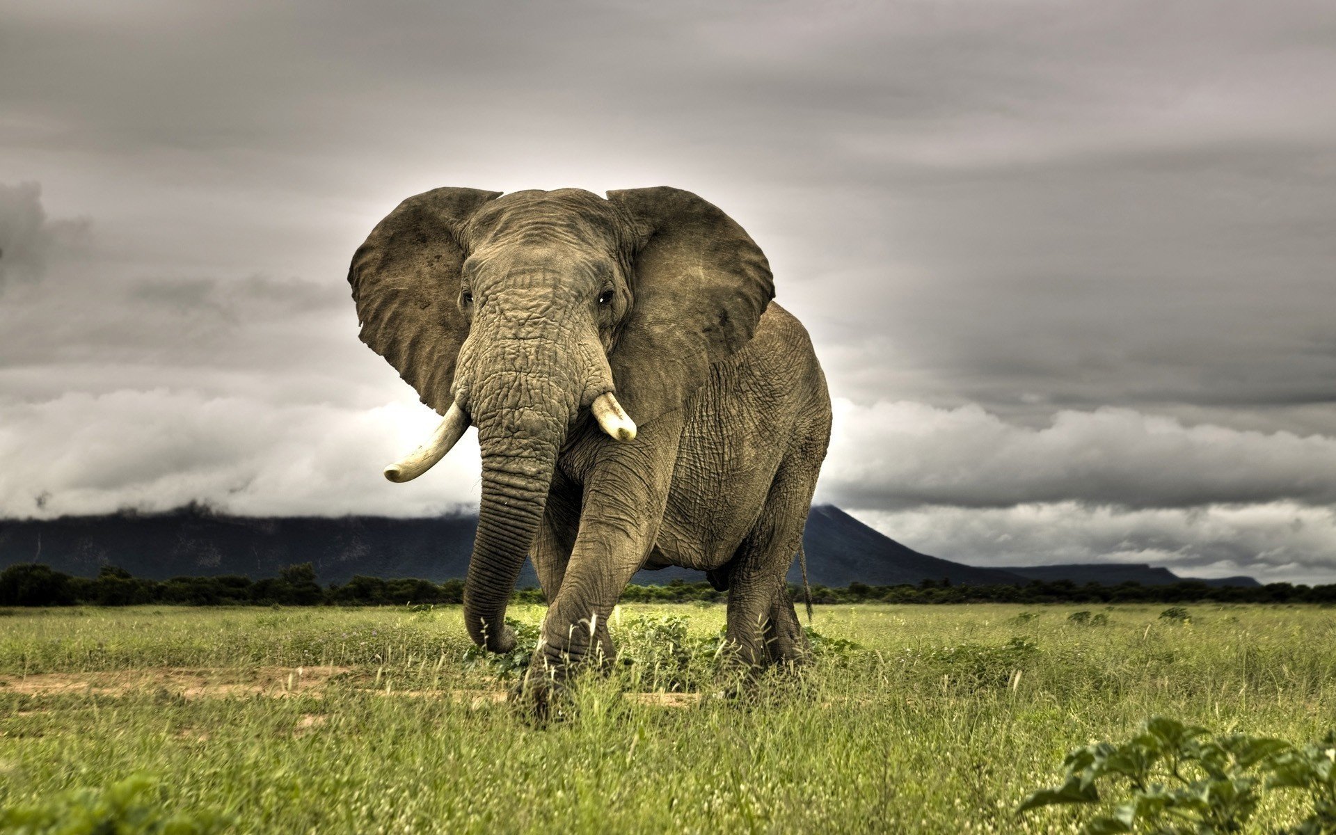 faune éléphant montagnes énorme bête animaux