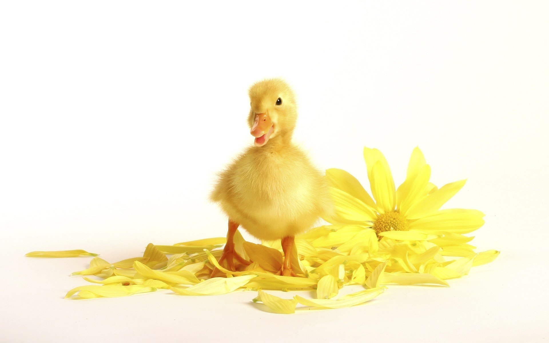 jaune moelleux fleur caneton oiseaux vue