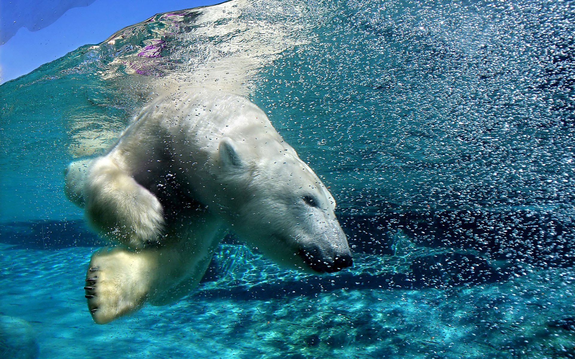 белый медведь под водой бульки хищники медведи