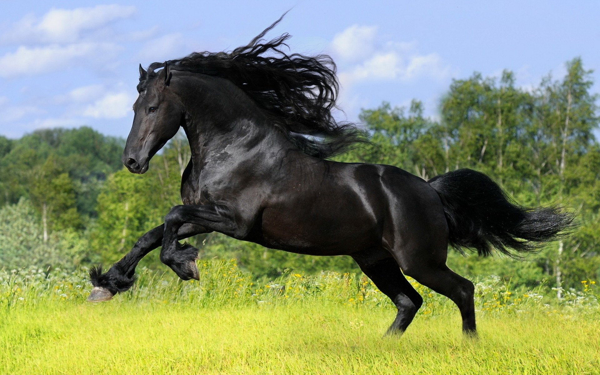 mig caballo caballo negro semental hierba ungulados fuerza velocidad tierra hierba claro melena cielo nubes bosque árboles