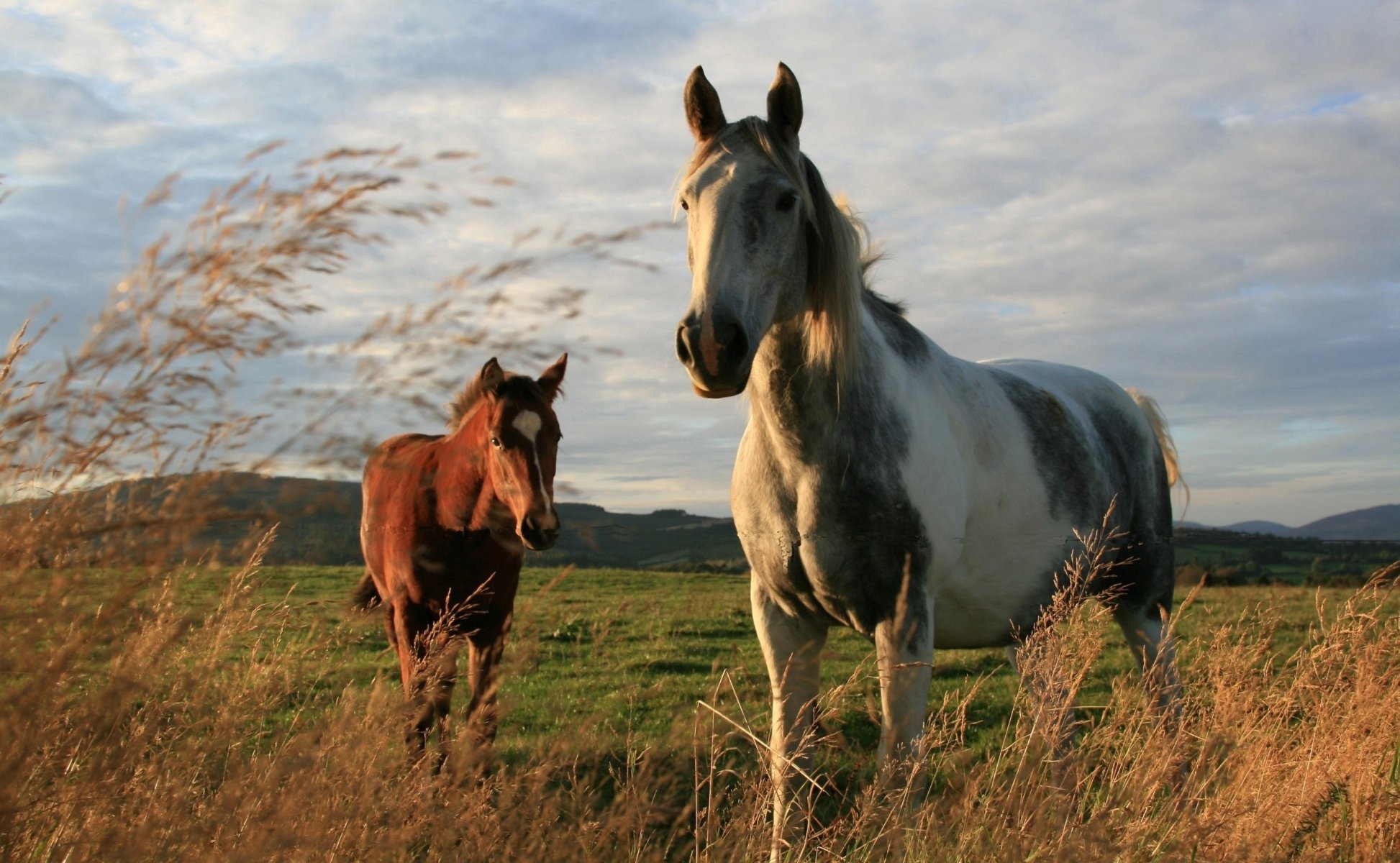 champ faune chevaux couleurs ongulés terre herbe photo montagnes ciel nuages deux chevaux