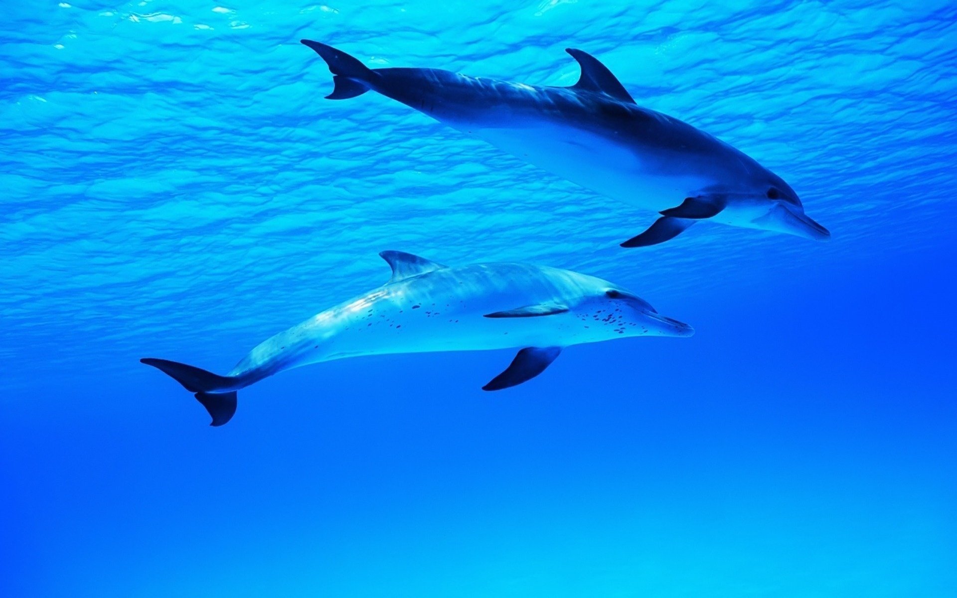 azul mar pareja de delfines migas agua belleza aves acuáticas mundo submarino