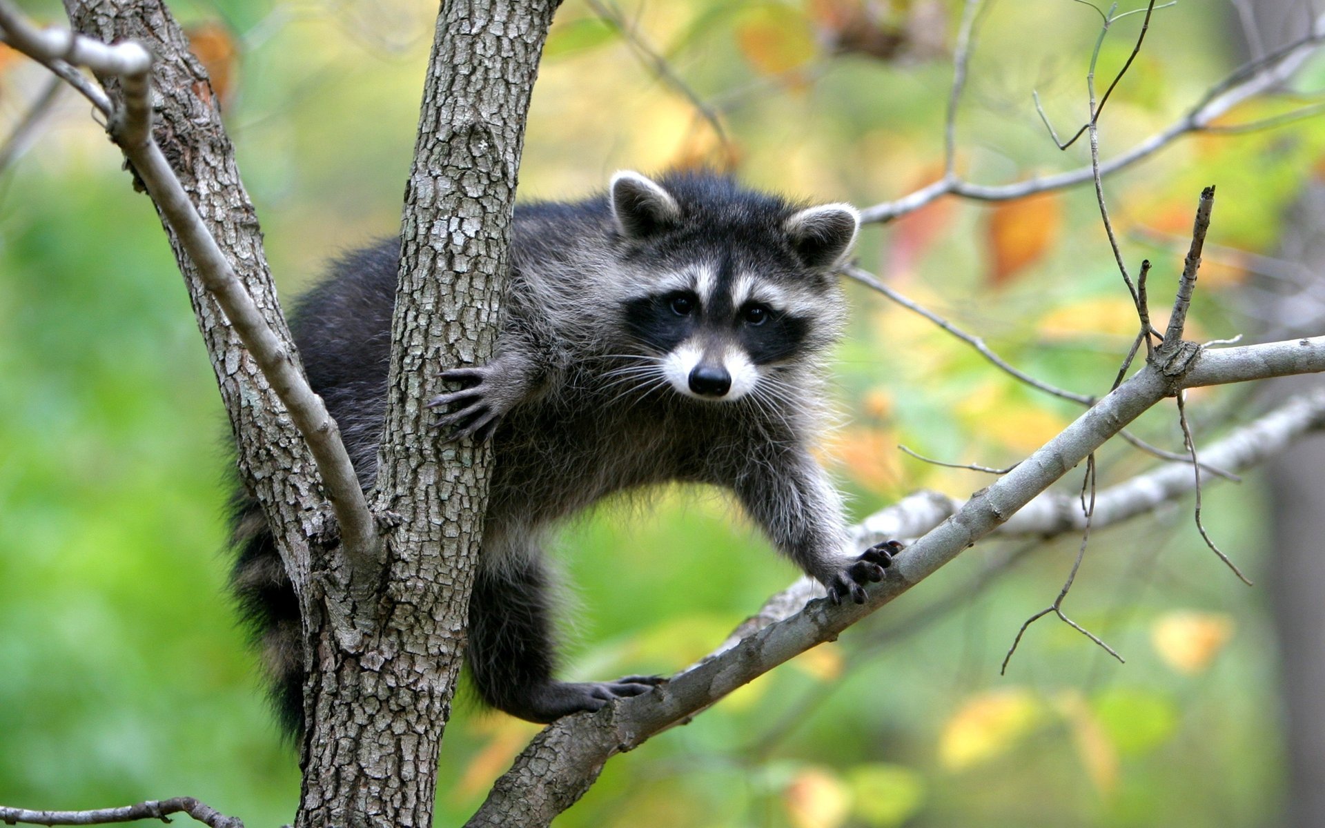 dunkler pelzmantel waschbär baum blick