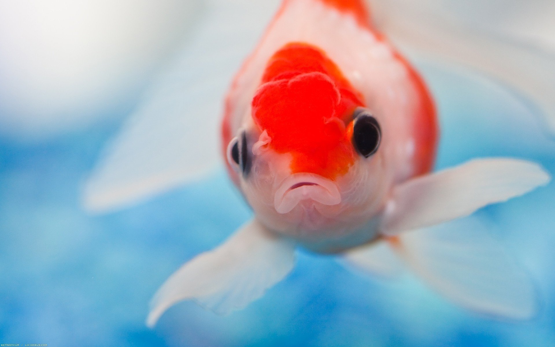 fish eyes water color waterfowl look underwater world