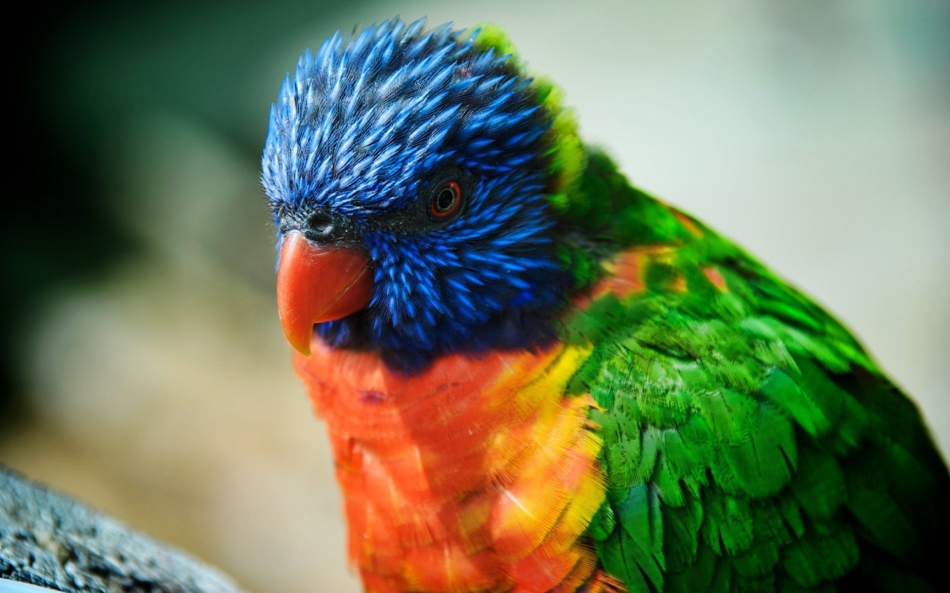 lorichetto aghi pappagallo piume colorate uccelli occhi piume naso vista piumato