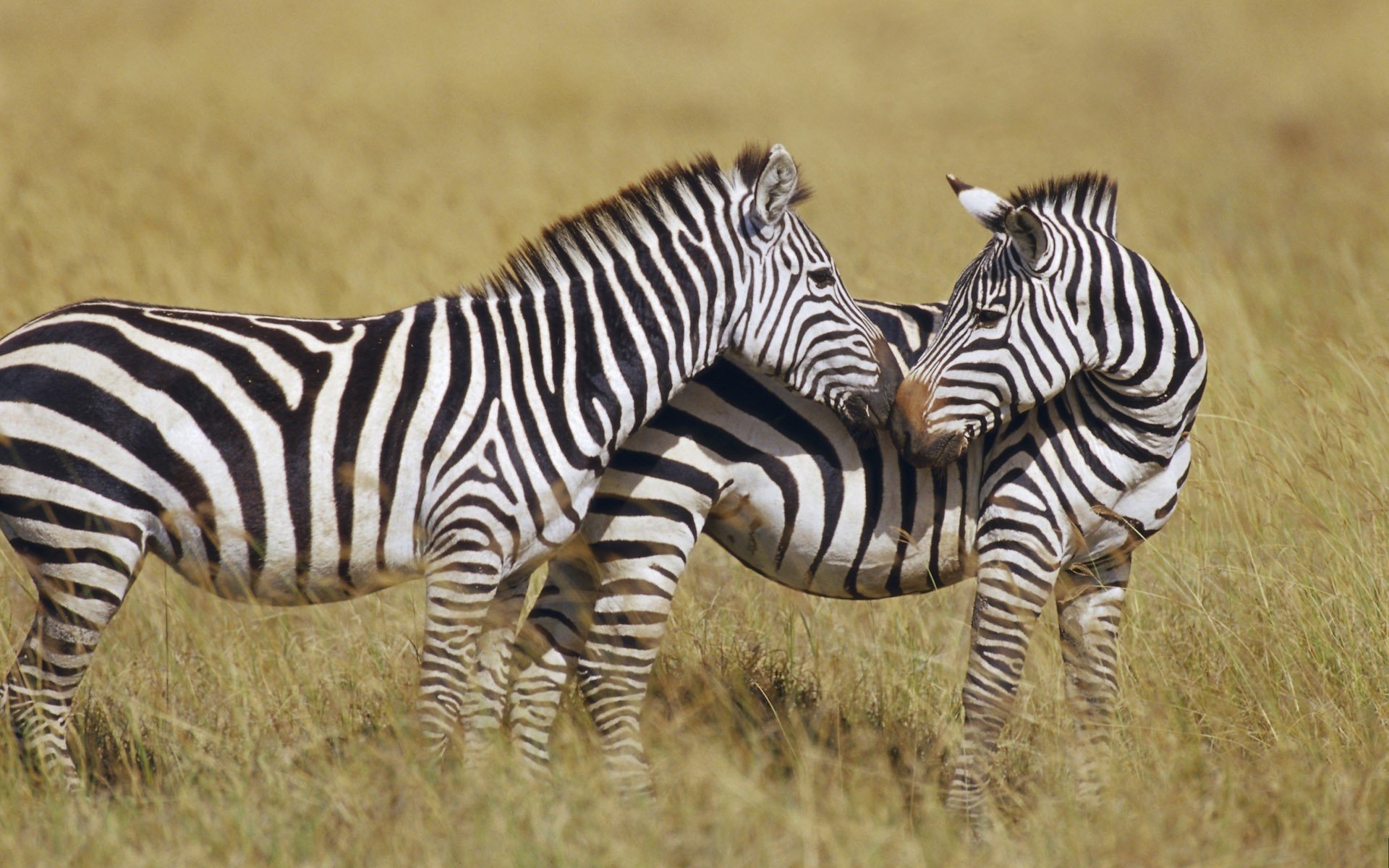 zebras küssen tierwelt tiere huftiere