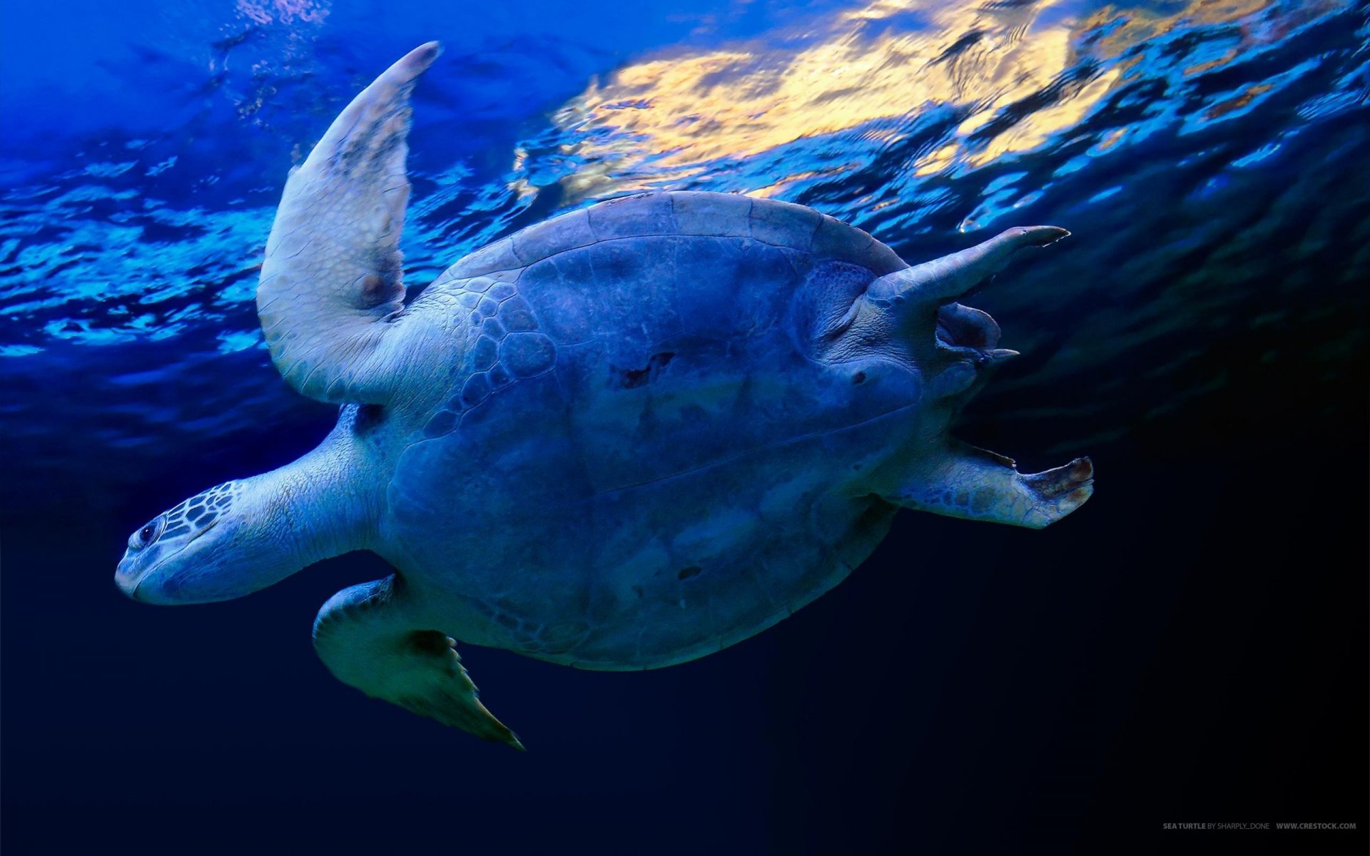 tortue sous l eau créature mignonne bleu amphibiens monde sous-marin