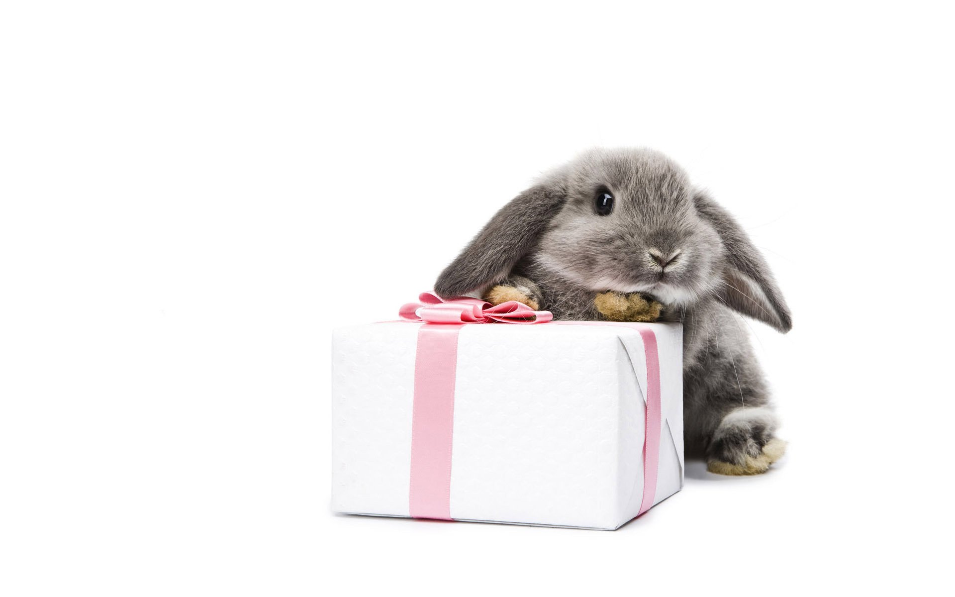 grauer hase geschenkverpackung flaum geschenk verpackung weißer hintergrund kaninchen