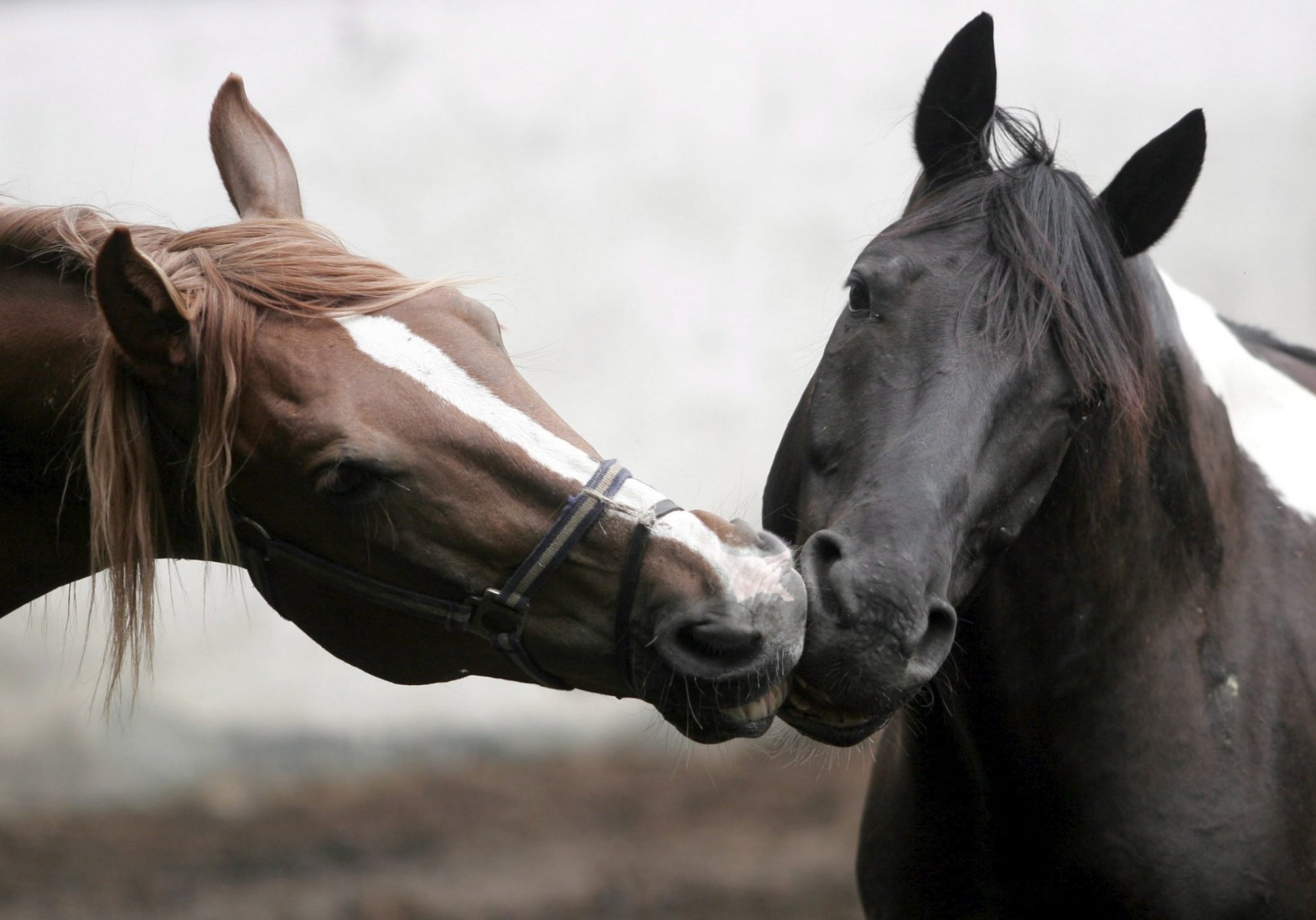 cheval amour baisers crinière ongulés chevaux baiser