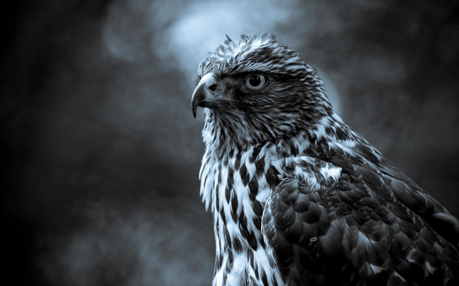 grey feathers handsome falcon bird look eyes bird