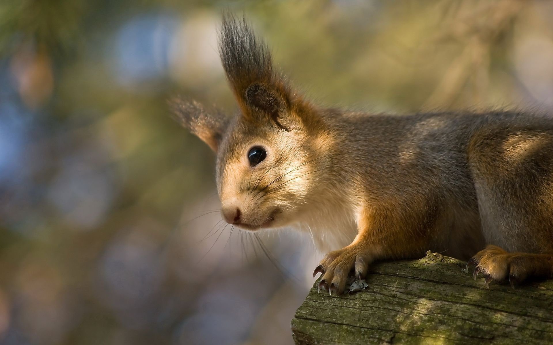 tassels on the ears ash color squirrel look