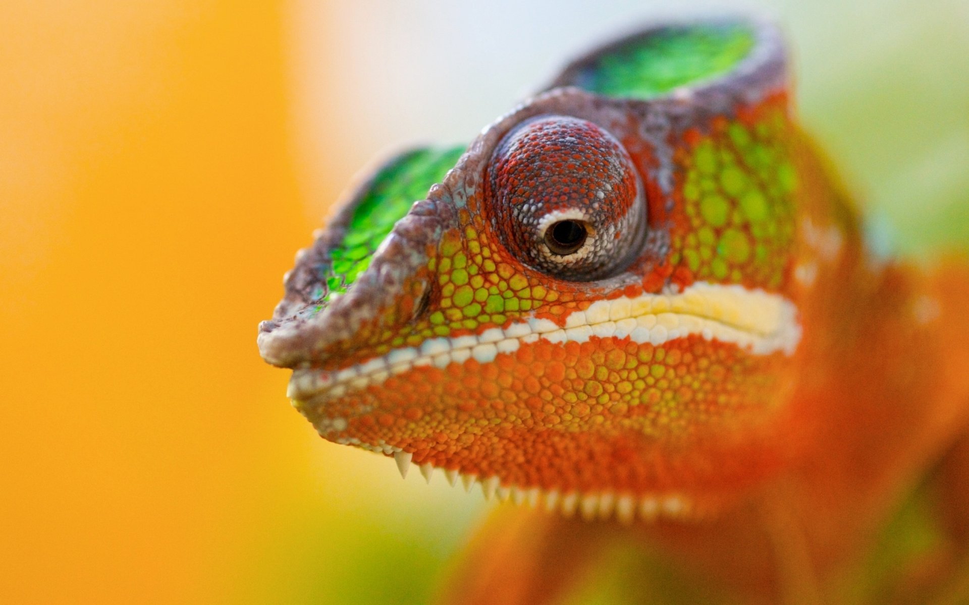 farbige flecken chamäleon augen hintergrund