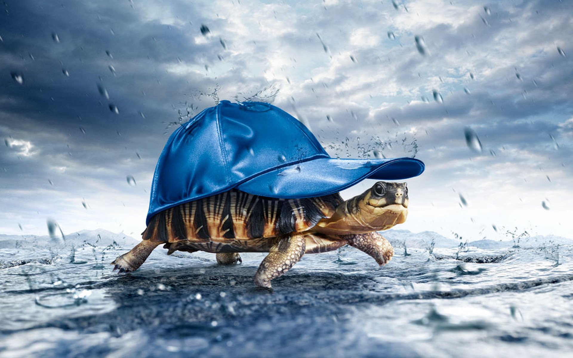 casquette bleue tortue carapace pluie dessins anime