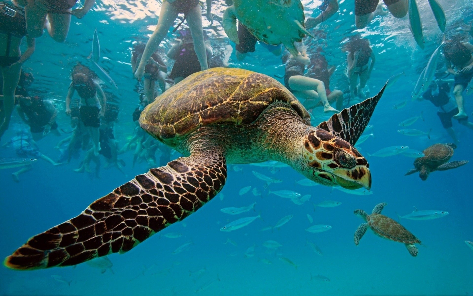 herden schildkröte tiere ozean wasser meer bewegung foto in der nähe menschen fische unterwasserwelt foto amphibien