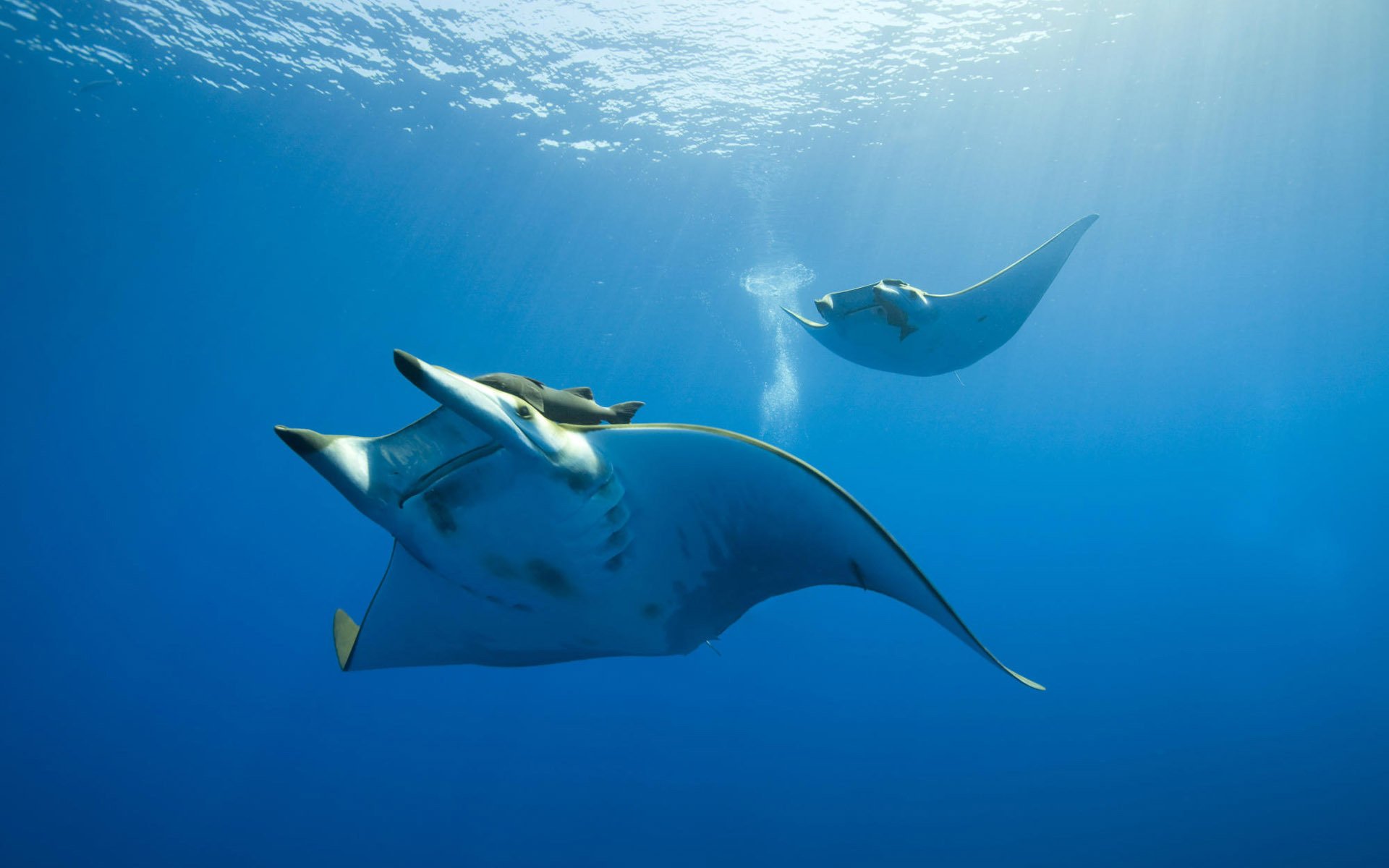 razze blu del mare sott acqua corna uccelli acquatici bolle foto acqua oceano raggi mondo sottomarino