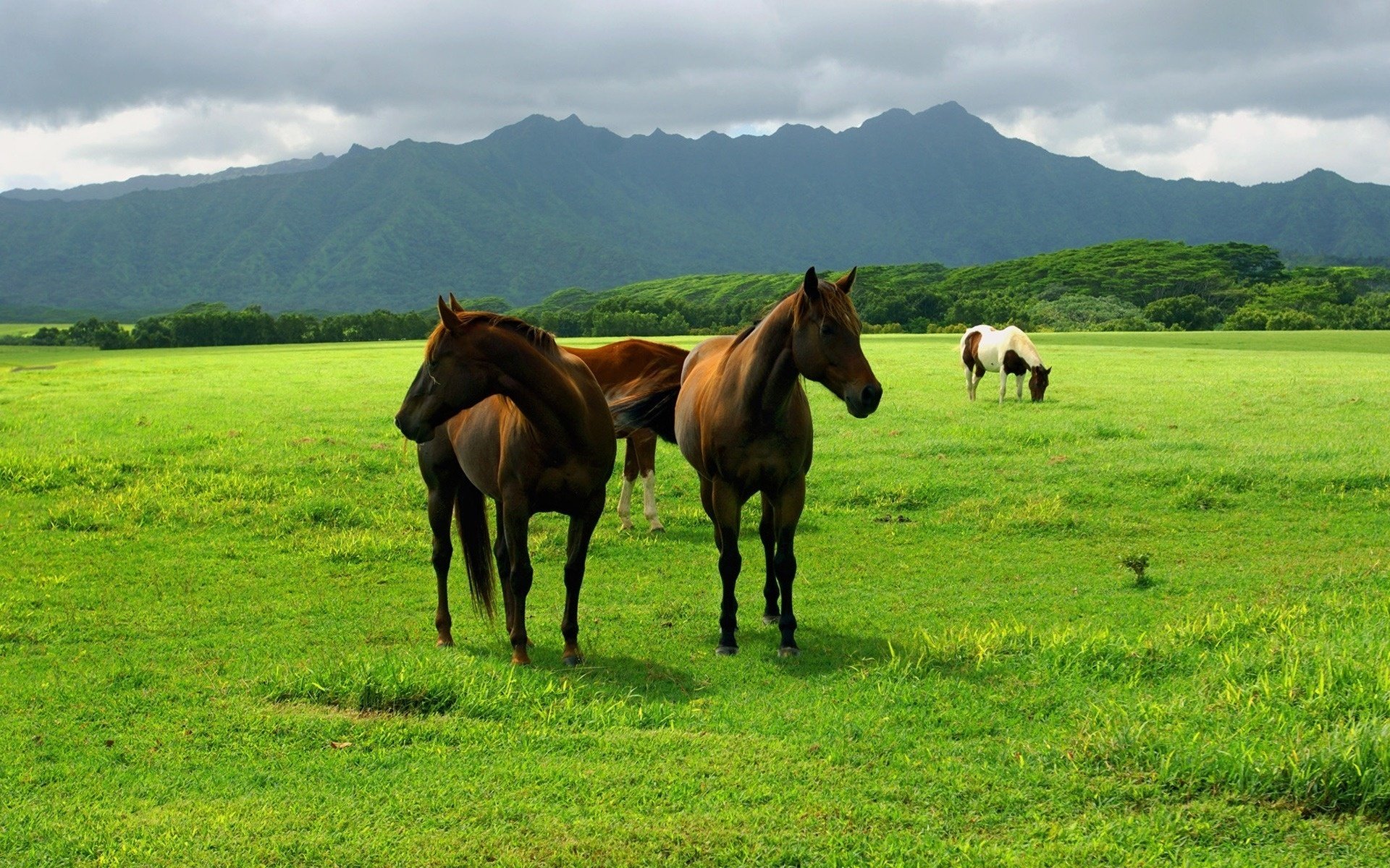 dark horse wildlife green grass ungulates mountains earth field forest the sky clouds photo