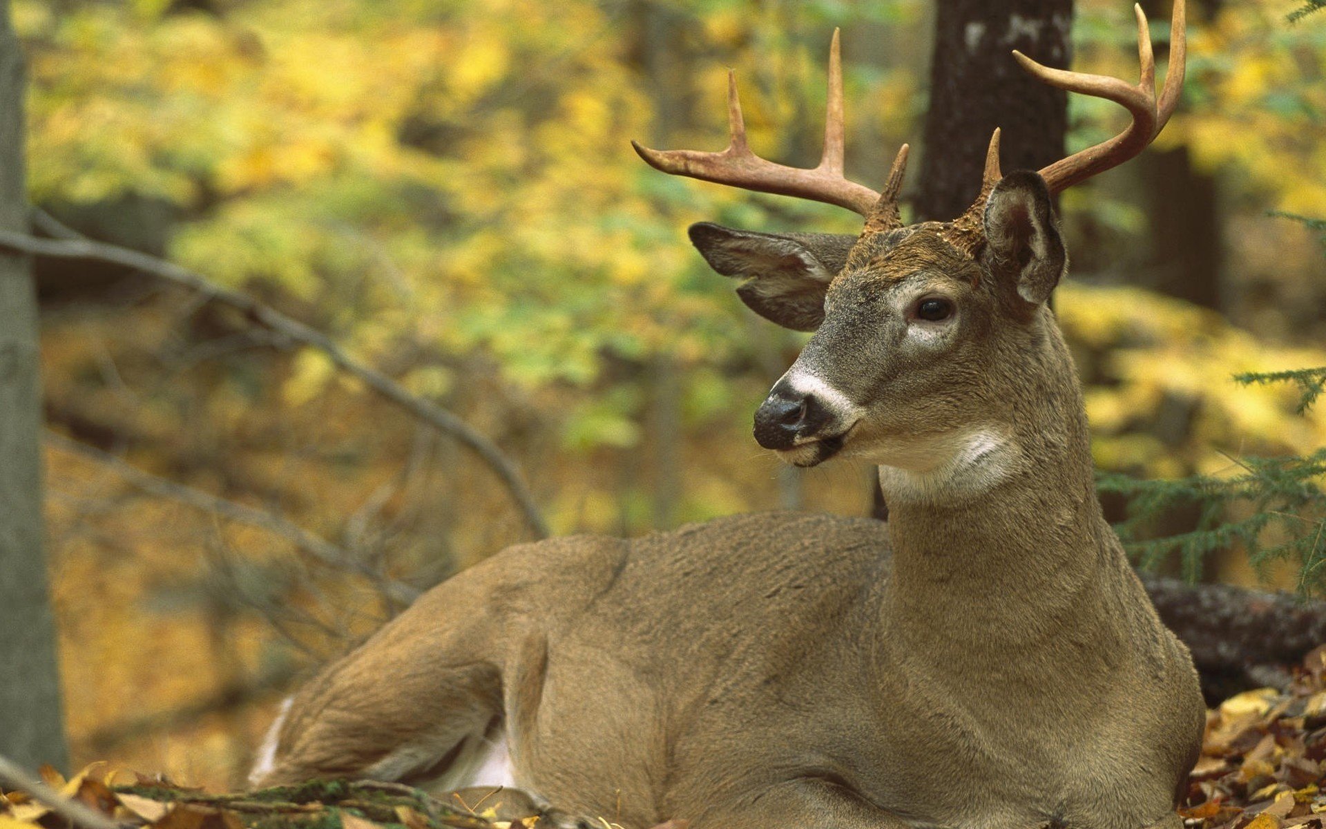 hirsch hörner herbst fuchs huftiere