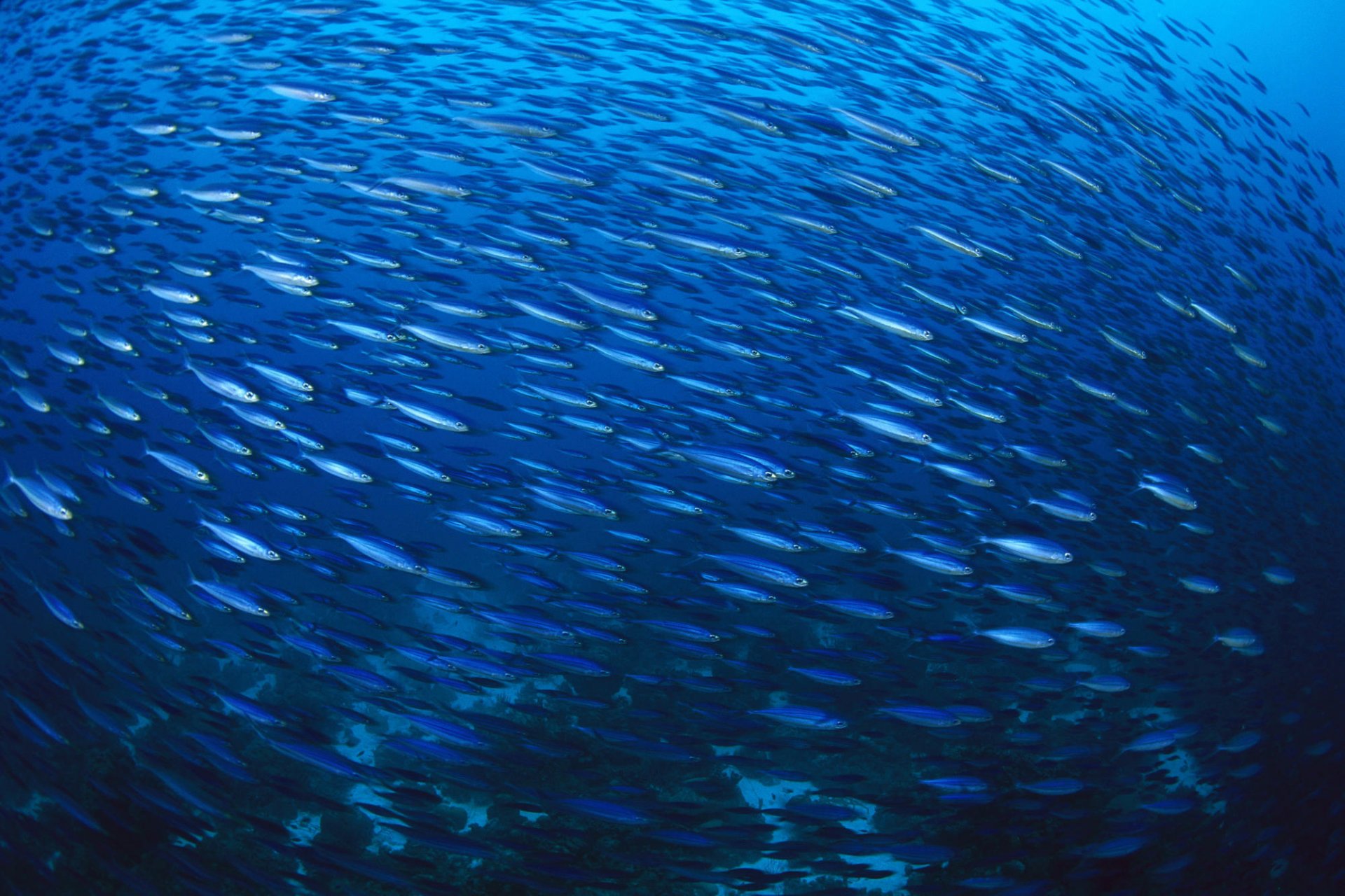 troupeau de poissons bleu mer sauvagine mouvement eau monde sous-marin