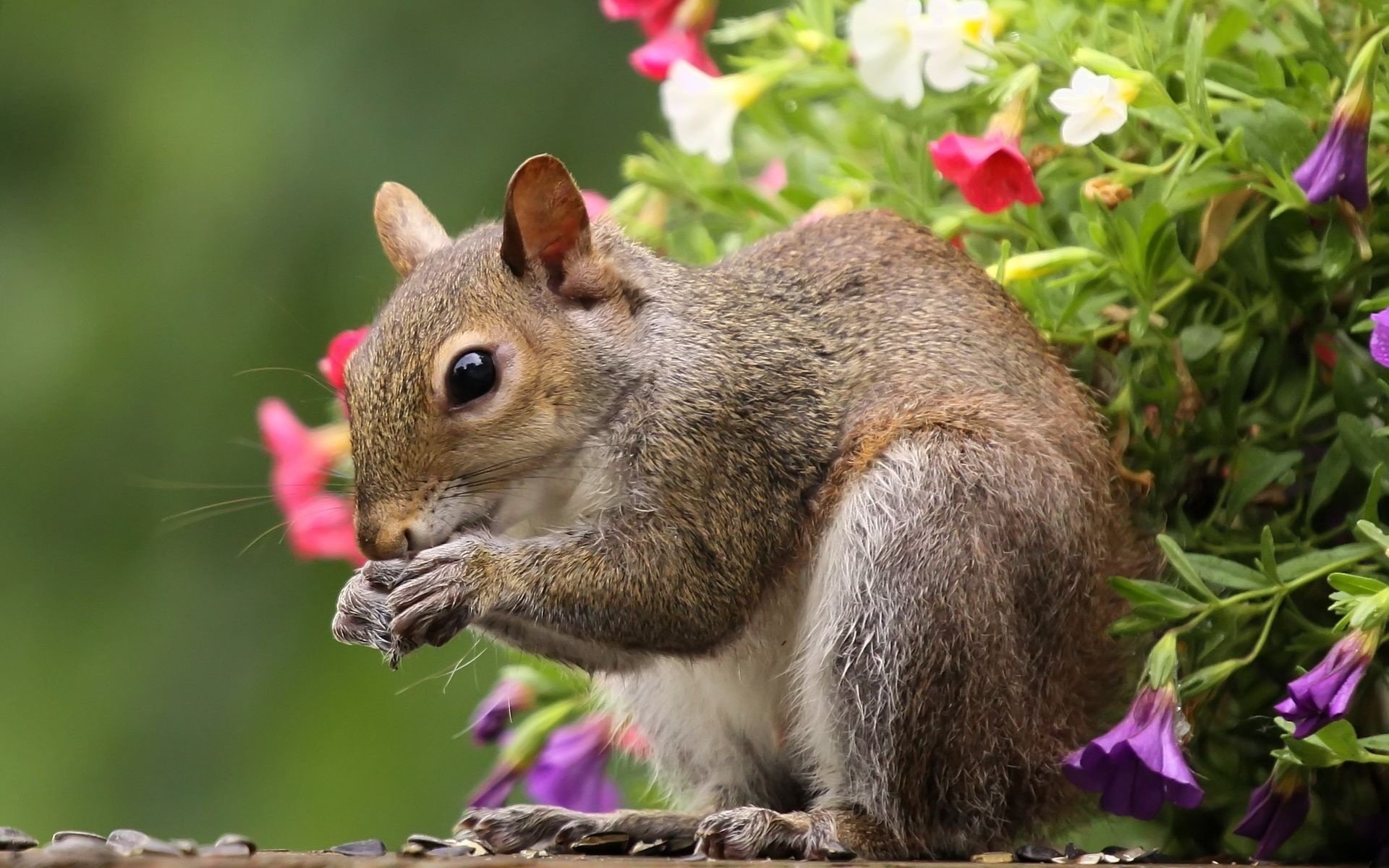 quirrel grey coat flowers look eye