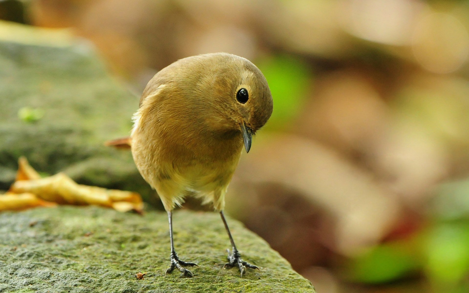 birdie timidité plumes douces oiseaux vue gros plan à plumes oiseau