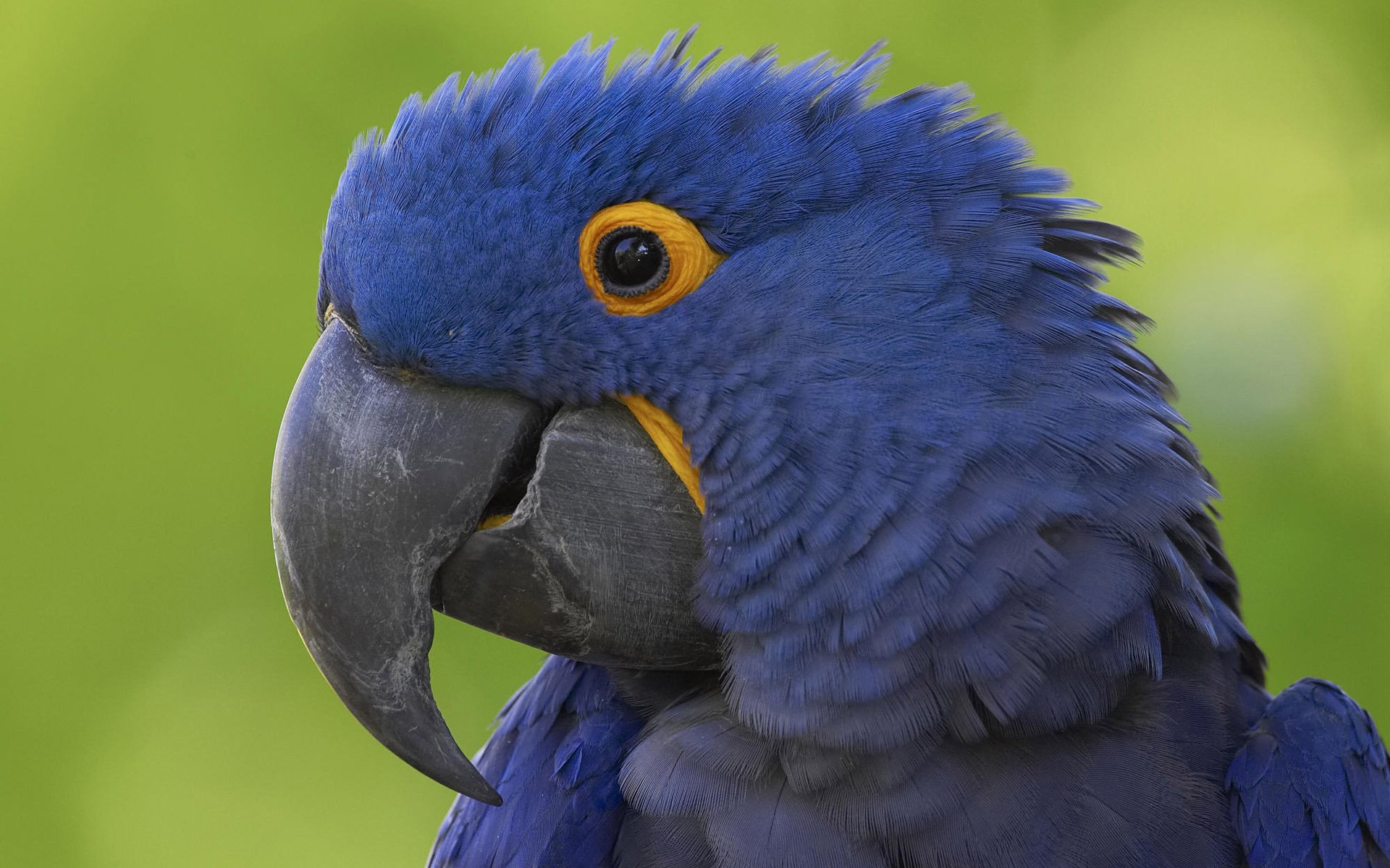 parrot blue feathers beak bird animals look eyes bird