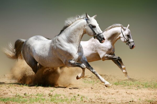 Zwei weiße Pferde reiten