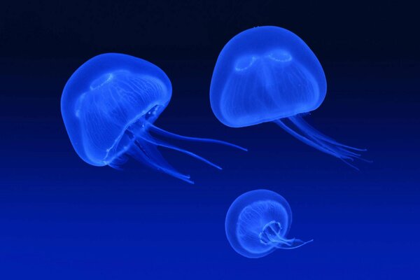 Méduses-ampoules bleu marine