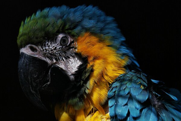 Niezwykłe piękno kolorowych piór i inteligentnych oczu papugi