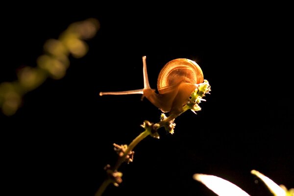 Snail with horns crawling by color on a black background