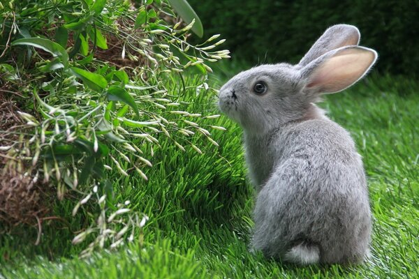 Das Kaninchen ging hinaus, um auf dem grünen Gras zu spazieren. ska