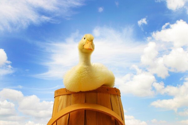 Yellow duckling in a tub against the background of clouds