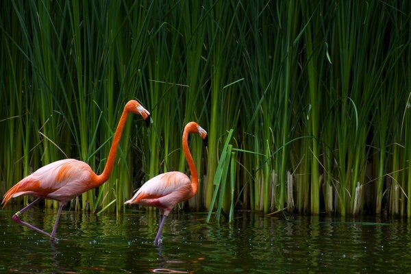 Flamencos de color rosa en el agua