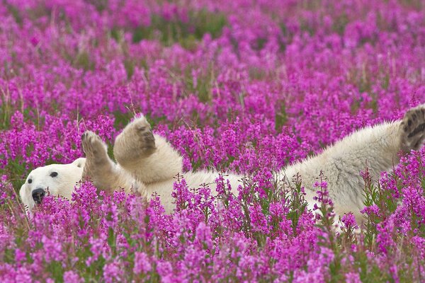 Polar bear relaxes on a field with purple flowers