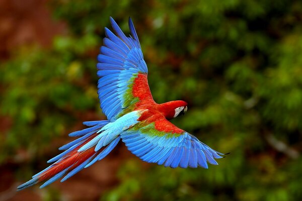 Schöner Flug des schönen Papageiens