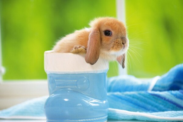 Petit lapin assis dans une chaussure bleue