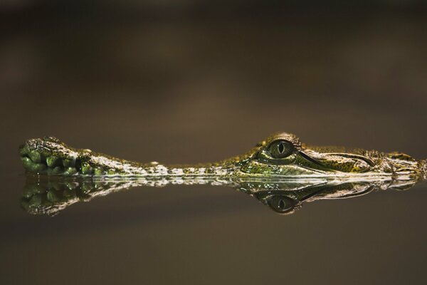 Crocodile hiding in the waters of the river