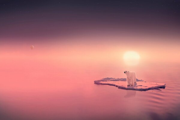 A polar bear on an ice floe and a pink sunset