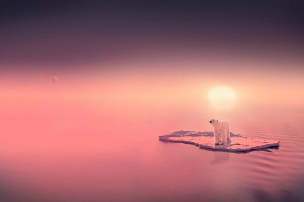 Ours polaire sur la banquise et le coucher de soleil rose
