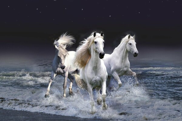 Drei Pferde laufen aus dem Meer