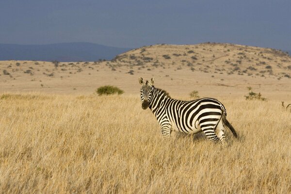 Ein einsames Zebra inmitten des Grases der afrikanischen Savanne