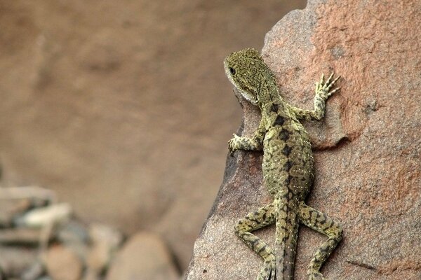 A lizard with a green skin sits on a rock