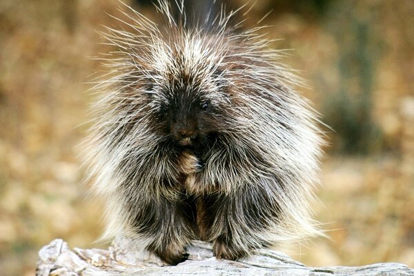 Fluffy porcupine with a very cute face