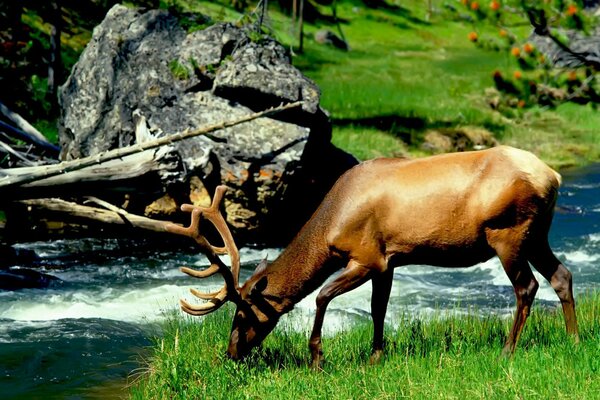 Elk avec des cornes puissantes est venu à l abreuvoir à la rivière avec un courant rapide