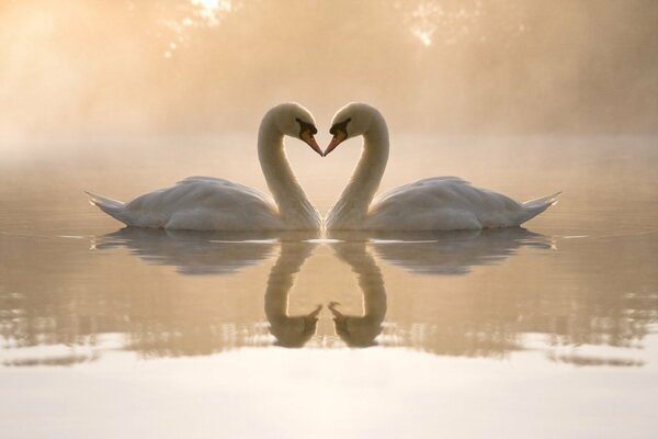 A pair of swans on foggy water