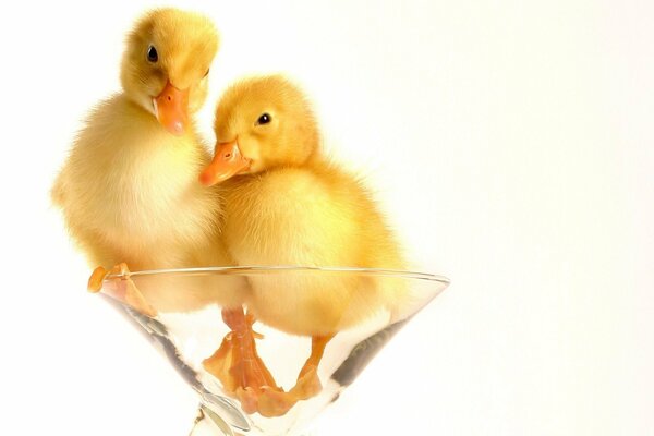 Two ducklings in a transparent glass