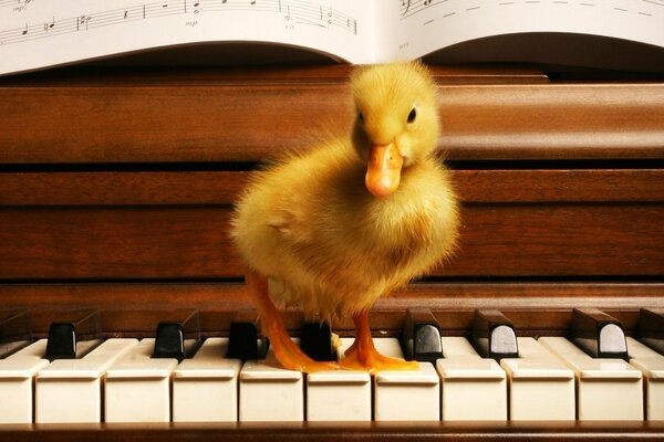 Little yellow feathered musician