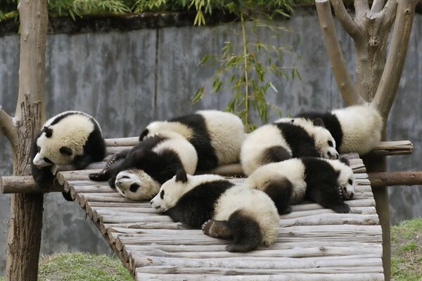 Pandas tumbados en un puente de madera