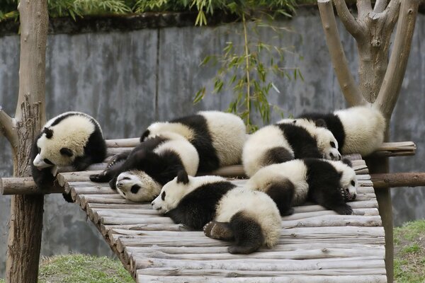 I panda giacciono su un ponte di legno