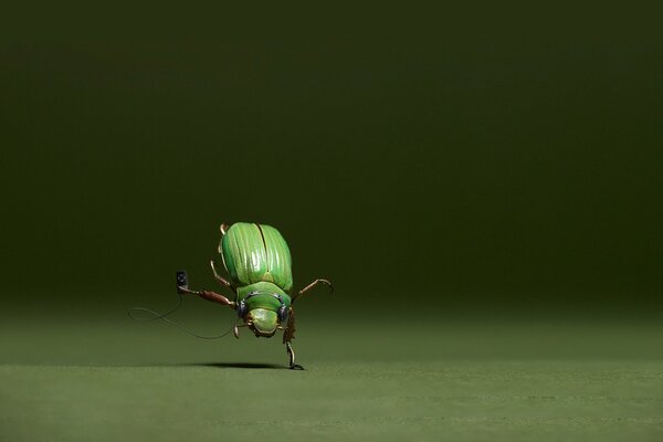 Coléoptère vert dansant, bel insecte